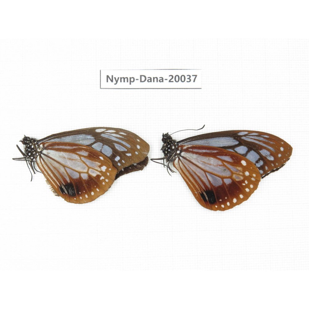 Parantica sita ssp. China, Tibet, Motuo county, Beibeng. 2M. Nymp-Dana-20037.