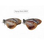 Parantica sita ssp. China, Tibet, Motuo county, Beibeng. 2M. Nymp-Dana-20037.