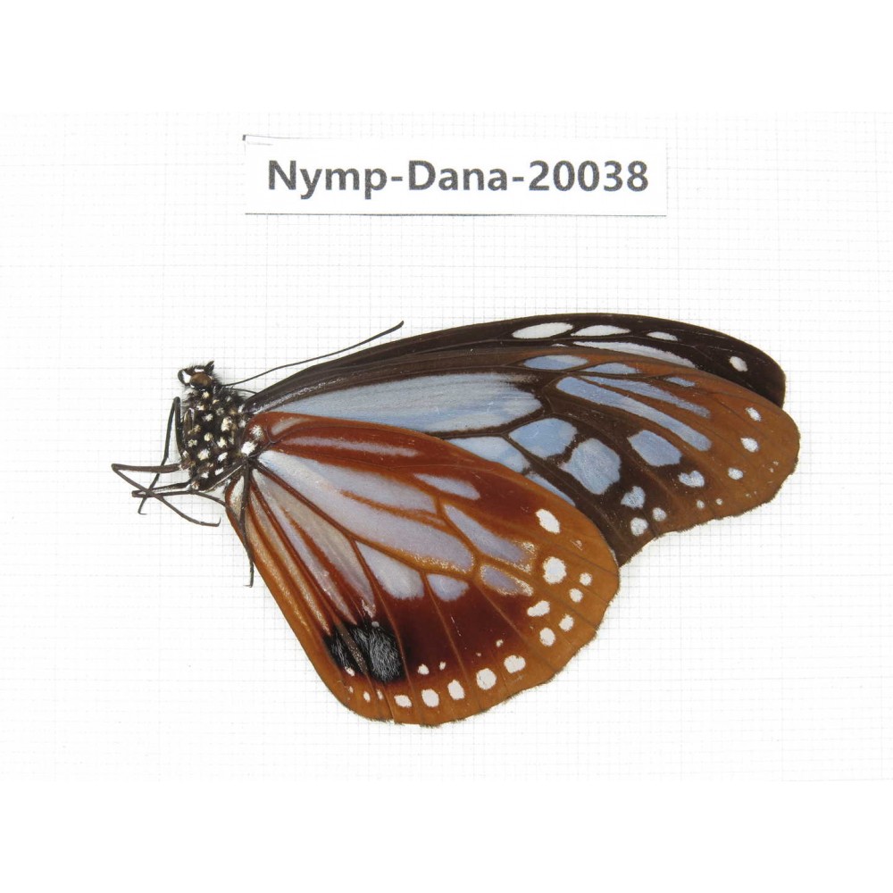 Parantica sita ssp. China, Tibet, Motuo county, Beibeng. 1M. Nymp-Dana-20038.