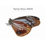 Parantica sita ssp. China, Tibet, Motuo county, Beibeng. 1M. Nymp-Dana-20038.