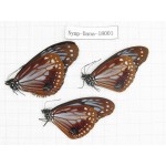 Parantica sita ssp. China, Tibet, Motuo county, Hanmi. 3M. Nymp-Dana-18001.