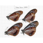 Parantica sita ssp. China, Tibet, Motuo county, Hanmi. 4M. Nymp-Dana-18002.