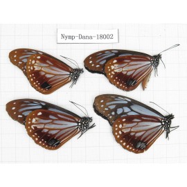Parantica sita ssp. China, Tibet, Motuo county, Hanmi. 4M. Nymp-Dana-18002.