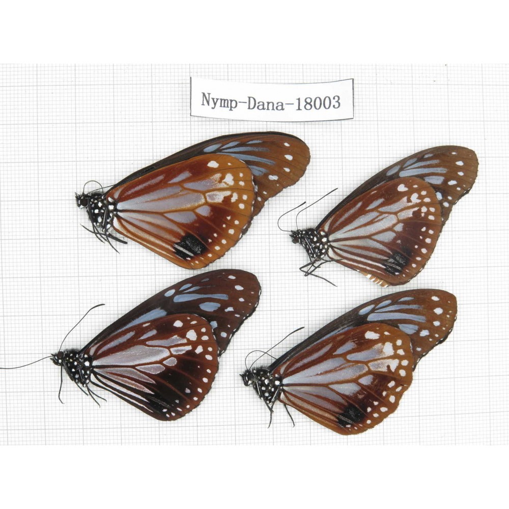 Parantica sita ssp. China, Tibet, Motuo county, Hanmi. 4M. Nymp-Dana-18003.