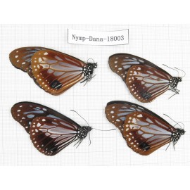 Parantica sita ssp. China, Tibet, Motuo county, Hanmi. 4M. Nymp-Dana-18003.