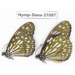 Tirumala limniace ssp. China, Yunnan, Chuxiong area, Shuangbai county. 1P. Nymp-Dana-21097.