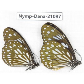 Tirumala limniace ssp. China, Yunnan, Chuxiong area, Shuangbai county. 1P. Nymp-Dana-21097.