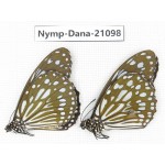 Tirumala limniace ssp. China, Yunnan, Chuxiong area, Shuangbai county. 1P. Nymp-Dana-21098.