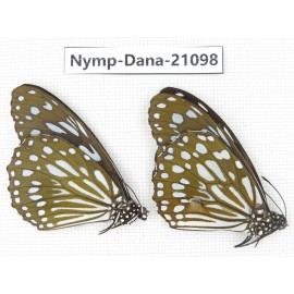 Tirumala limniace ssp. China, Yunnan, Chuxiong area, Shuangbai county. 1P. Nymp-Dana-21098.