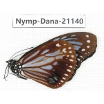 Parantica sita ssp. China, Yunnan, Chuxiong area, Shuangbai county. 1M. Nymp-Dana-21140.
