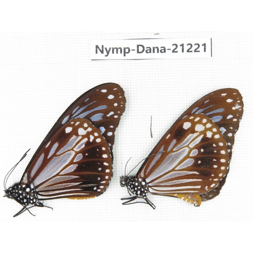 Parantica melaneus ssp. China, Yunnan, Dali, Fengyi town. 1P. Nymp-Dana-21221.