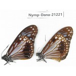 Parantica melaneus ssp. China, Yunnan, Dali, Fengyi town. 1P. Nymp-Dana-21221.