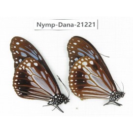 Parantica melaneus ssp. China, Yunnan, Dali, Fengyi town. 1P. Nymp-Dana-21221.