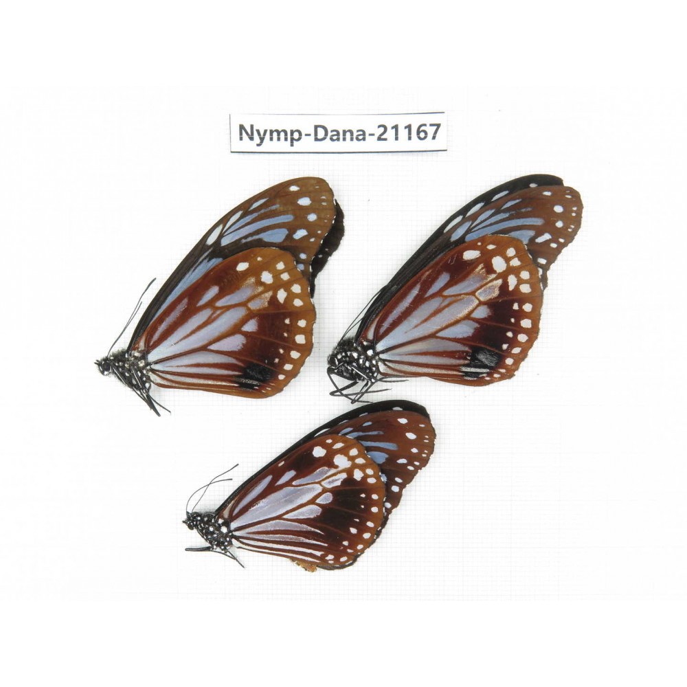 Parantica sita ssp. China, Yunnan, Dali, N of Mt.Cangshan. 3M. Nymp-Dana-21167.