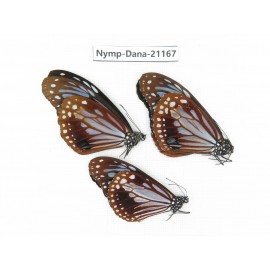Parantica sita ssp. China, Yunnan, Dali, N of Mt.Cangshan. 3M. Nymp-Dana-21167.