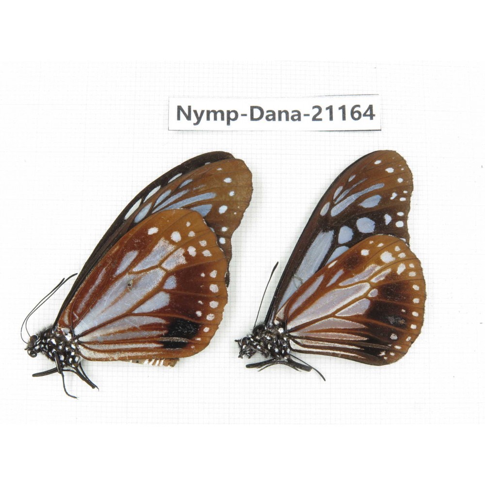 Parantica sita ssp. China, Yunnan, Dali, S of Mt.Cangshan. 2M. Nymp-Dana-21164.