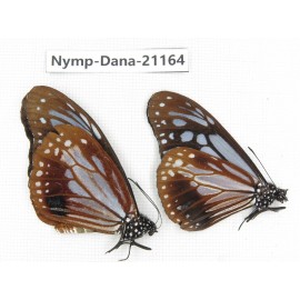 Parantica sita ssp. China, Yunnan, Dali, S of Mt.Cangshan. 2M. Nymp-Dana-21164.
