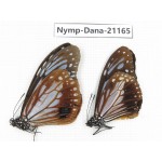 Parantica sita ssp. China, Yunnan, Dali, S of Mt.Cangshan. 2M. Nymp-Dana-21165.