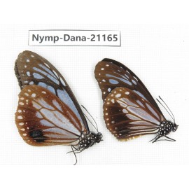 Parantica sita ssp. China, Yunnan, Dali, S of Mt.Cangshan. 2M. Nymp-Dana-21165.