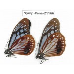 Parantica sita ssp. China, Yunnan, Dali, S of Mt.Cangshan. 2M. Nymp-Dana-21166.