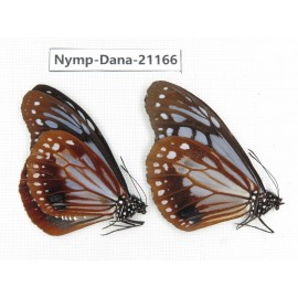 Parantica sita ssp. China, Yunnan, Dali, S of Mt.Cangshan. 2M. Nymp-Dana-21166.