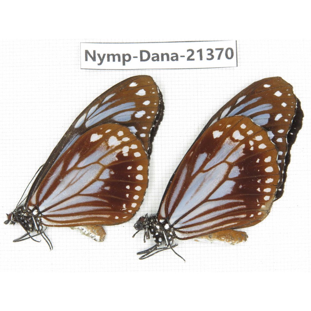 Parantica sita ssp. China, Yunnan, Dali, Yangbi county, C Mt.Cangshan. 1P. Nymp-Dana-21370.