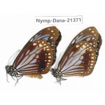 Parantica sita ssp. China, Yunnan, Dali, Yangbi county, C Mt.Cangshan. 2M. Nymp-Dana-21371.