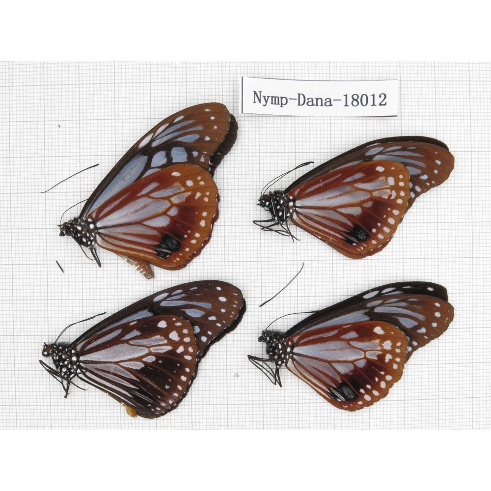Parantica sita ssp. China, Yunnan, Dali, Yangbi county, Pingpo. 4M. Nymp-Dana-18012.