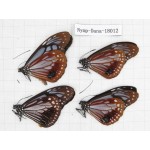 Parantica sita ssp. China, Yunnan, Dali, Yangbi county, Pingpo. 4M. Nymp-Dana-18012.