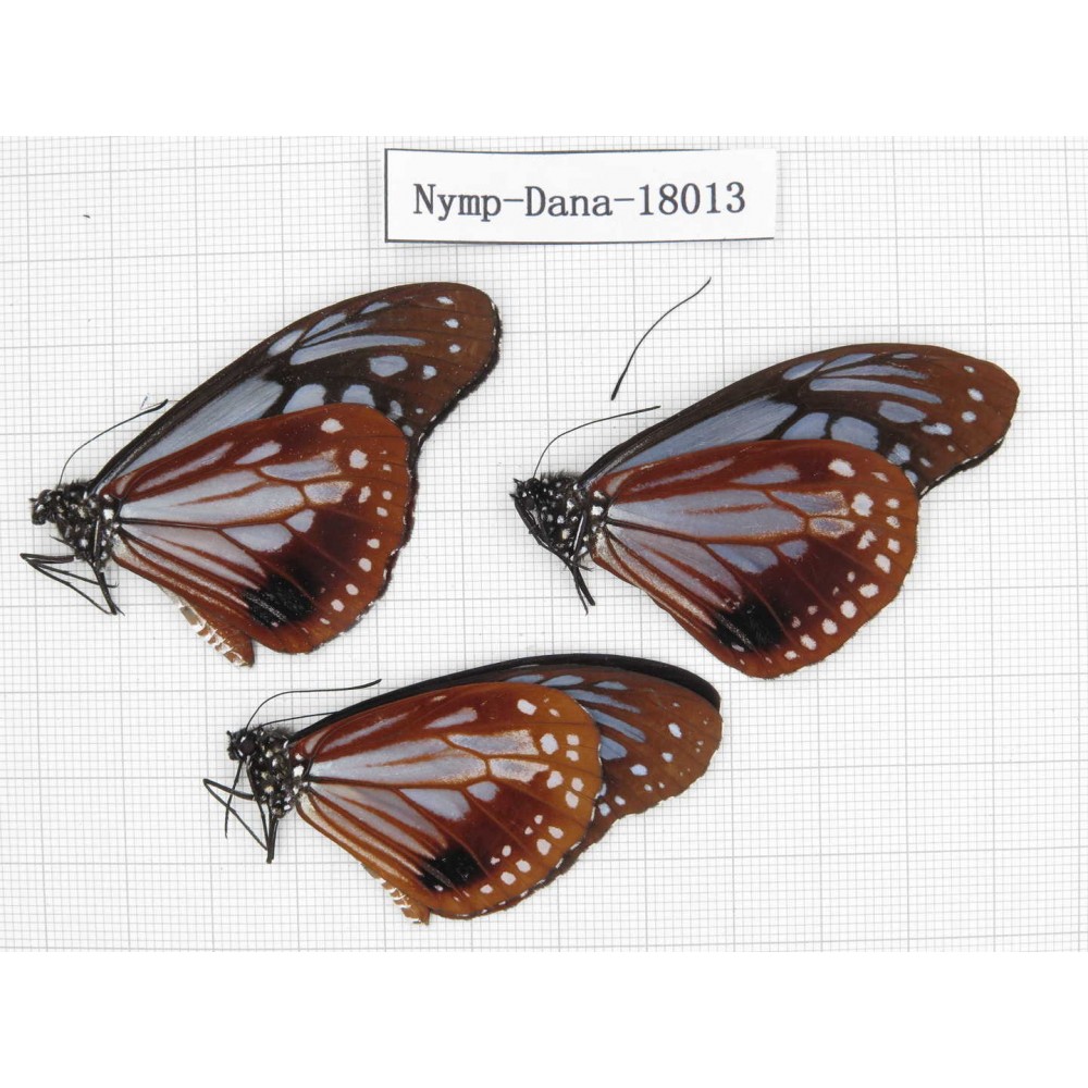 Parantica sita ssp. China, Yunnan, Dali, Yangbi county, Pingpo. 3M. Nymp-Dana-18013.