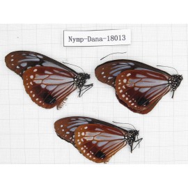 Parantica sita ssp. China, Yunnan, Dali, Yangbi county, Pingpo. 3M. Nymp-Dana-18013.