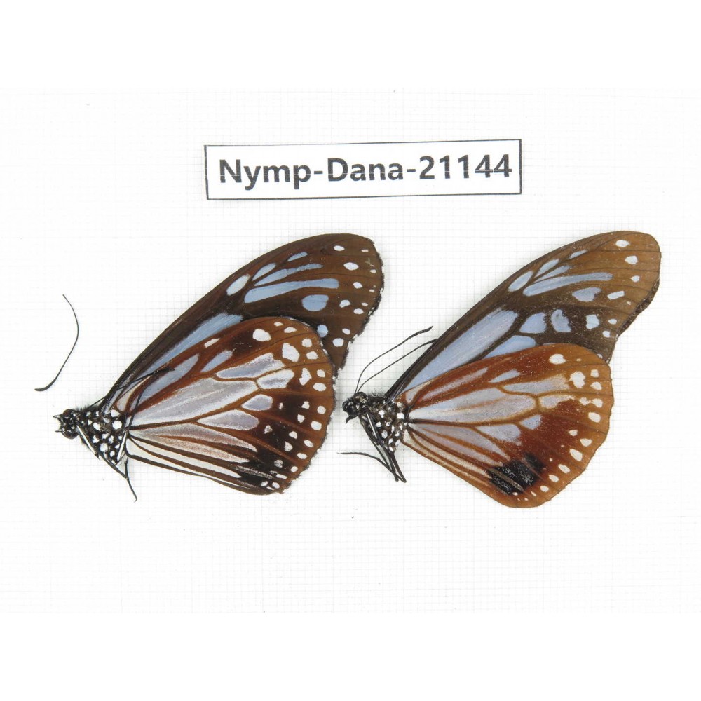 Parantica sita ssp. China, Yunnan, Dehong, Yingjiang county. 2M. Nymp-Dana-21144.