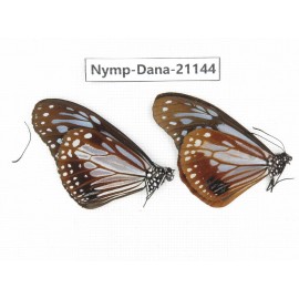 Parantica sita ssp. China, Yunnan, Dehong, Yingjiang county. 2M. Nymp-Dana-21144.