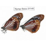 Parantica sita ssp. China, Yunnan, Dehong, Yingjiang county. 2M. Nymp-Dana-21145.