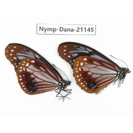 Parantica sita ssp. China, Yunnan, Dehong, Yingjiang county. 2M. Nymp-Dana-21145.