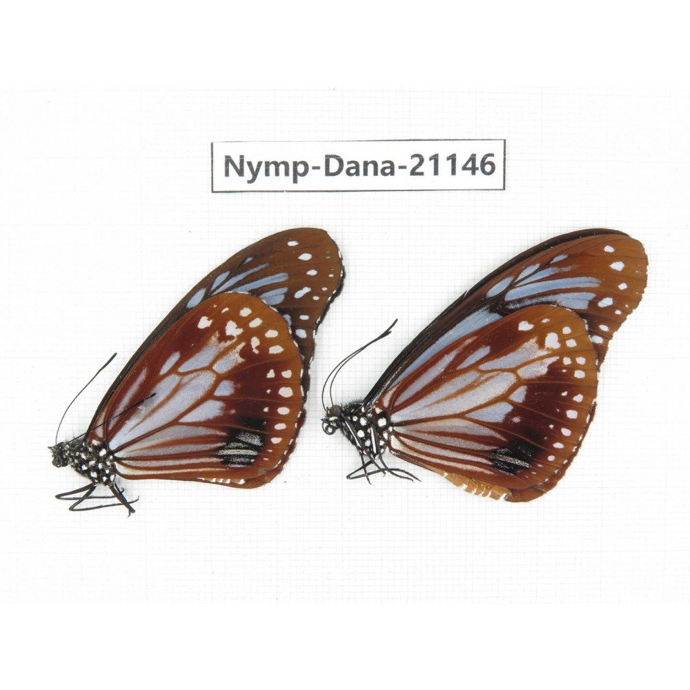 Parantica sita ssp. China, Yunnan, Dehong, Yingjiang county. 2M. Nymp-Dana-21146.