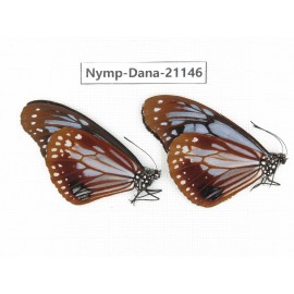 Parantica sita ssp. China, Yunnan, Dehong, Yingjiang county. 2M. Nymp-Dana-21146.