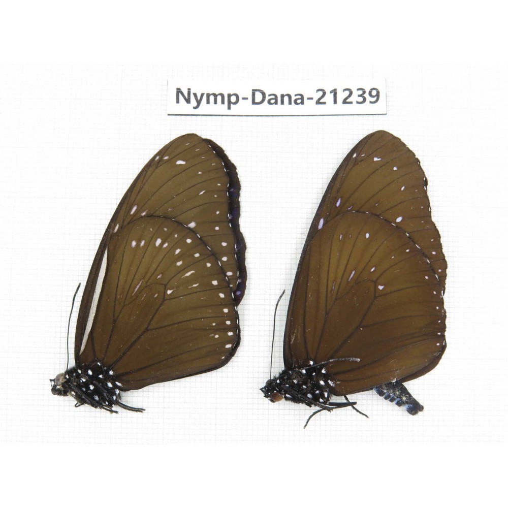 Euploea sp. China, Yunnan, Dehong, Yingjiang county. 2M. Nymp-Dana-21239.