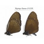 Euploea sp. China, Yunnan, Dehong, Yingjiang county. 2M. Nymp-Dana-21239.