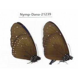 Euploea sp. China, Yunnan, Dehong, Yingjiang county. 2M. Nymp-Dana-21239.