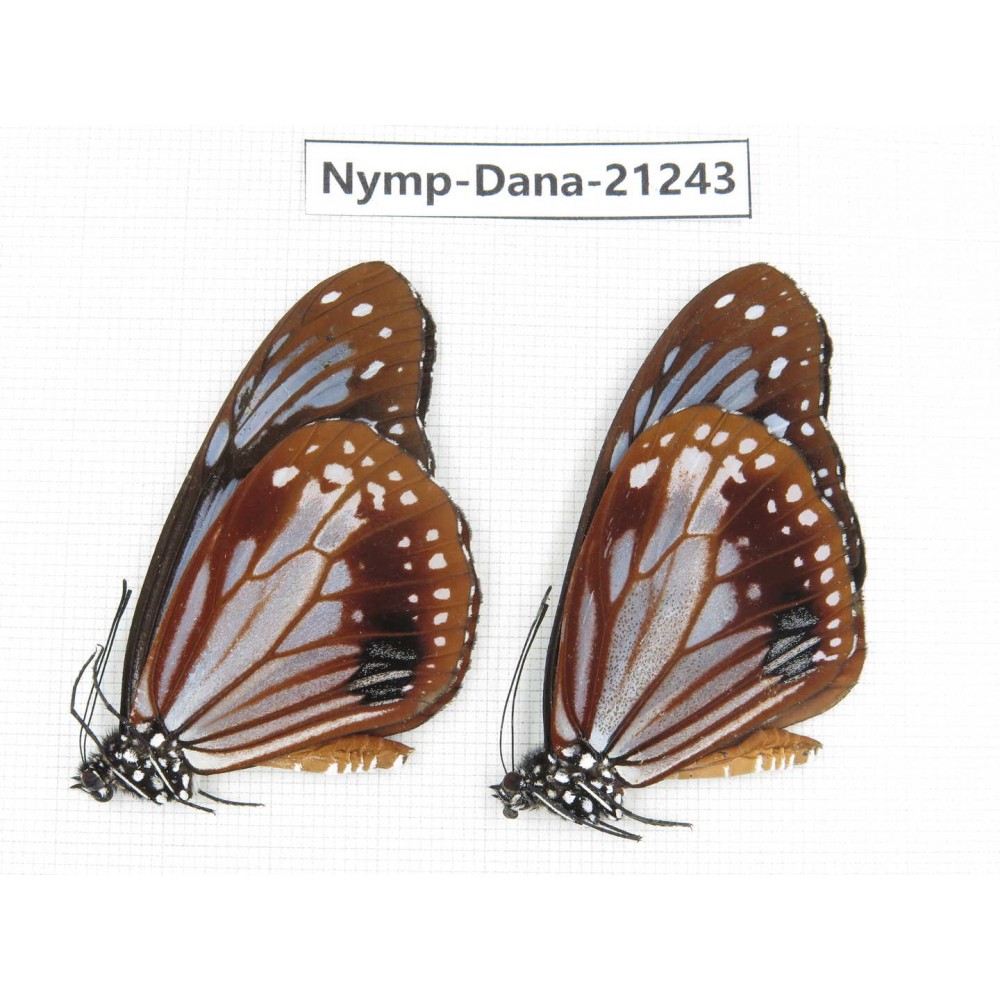 Parantica sita ssp. China, Yunnan, Dehong, Yingjiang county. 2M. Nymp-Dana-21243.