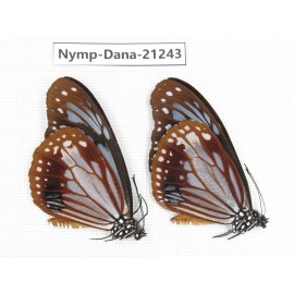 Parantica sita ssp. China, Yunnan, Dehong, Yingjiang county. 2M. Nymp-Dana-21243.