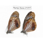 Parantica sita ssp. China, Yunnan, Dehong, Yingjiang county. 2M. Nymp-Dana-21251.