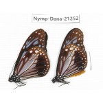 Parantica sita ssp. China, Yunnan, Dehong, Yingjiang county. 2M. Nymp-Dana-21252.