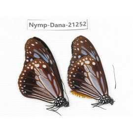 Parantica sita ssp. China, Yunnan, Dehong, Yingjiang county. 2M. Nymp-Dana-21252.