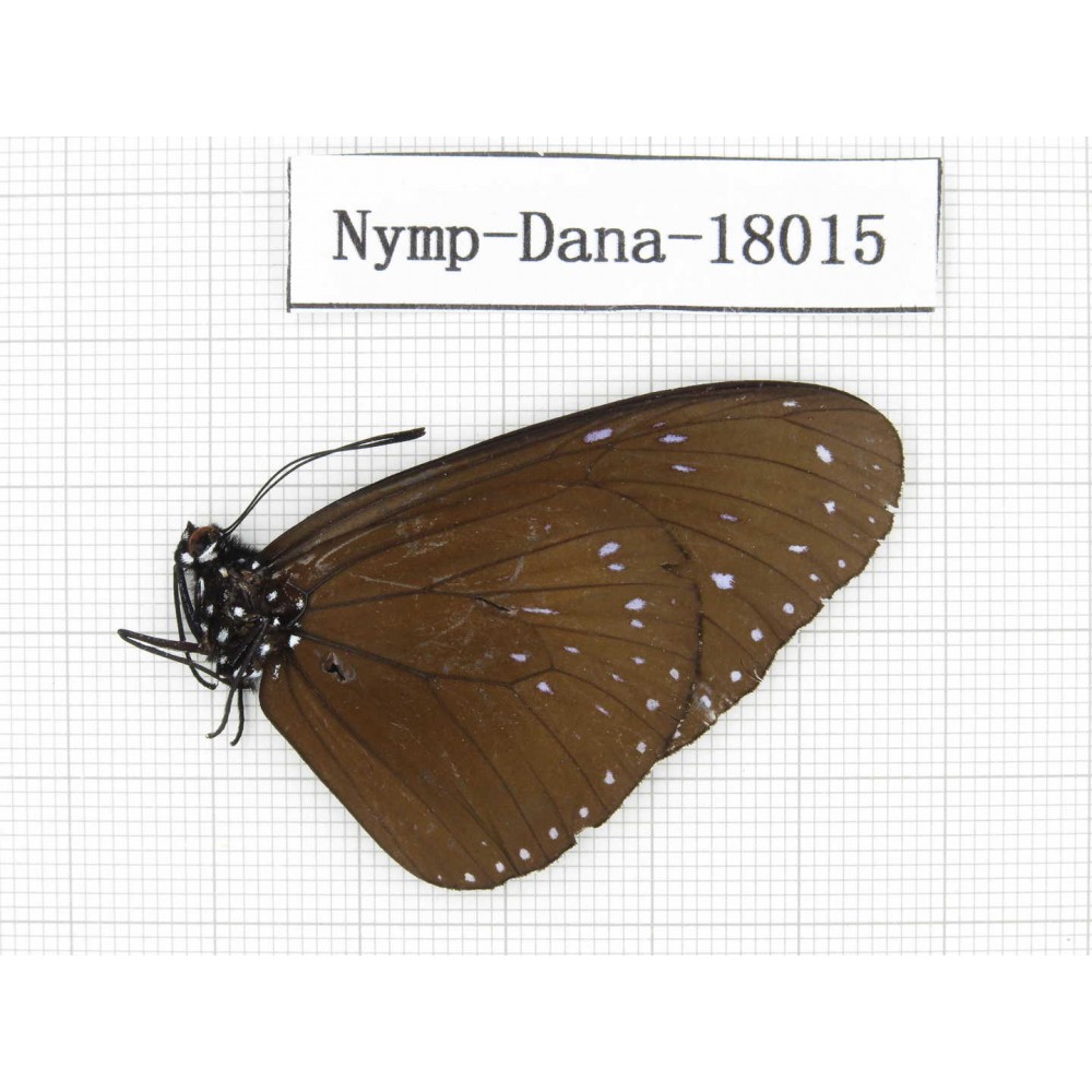 Euploea sp. China, Yunnan, Kunming, Dongchuan. 1M. Nymp-Dana-18015.