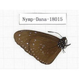 Euploea sp. China, Yunnan, Kunming, Dongchuan. 1M. Nymp-Dana-18015.