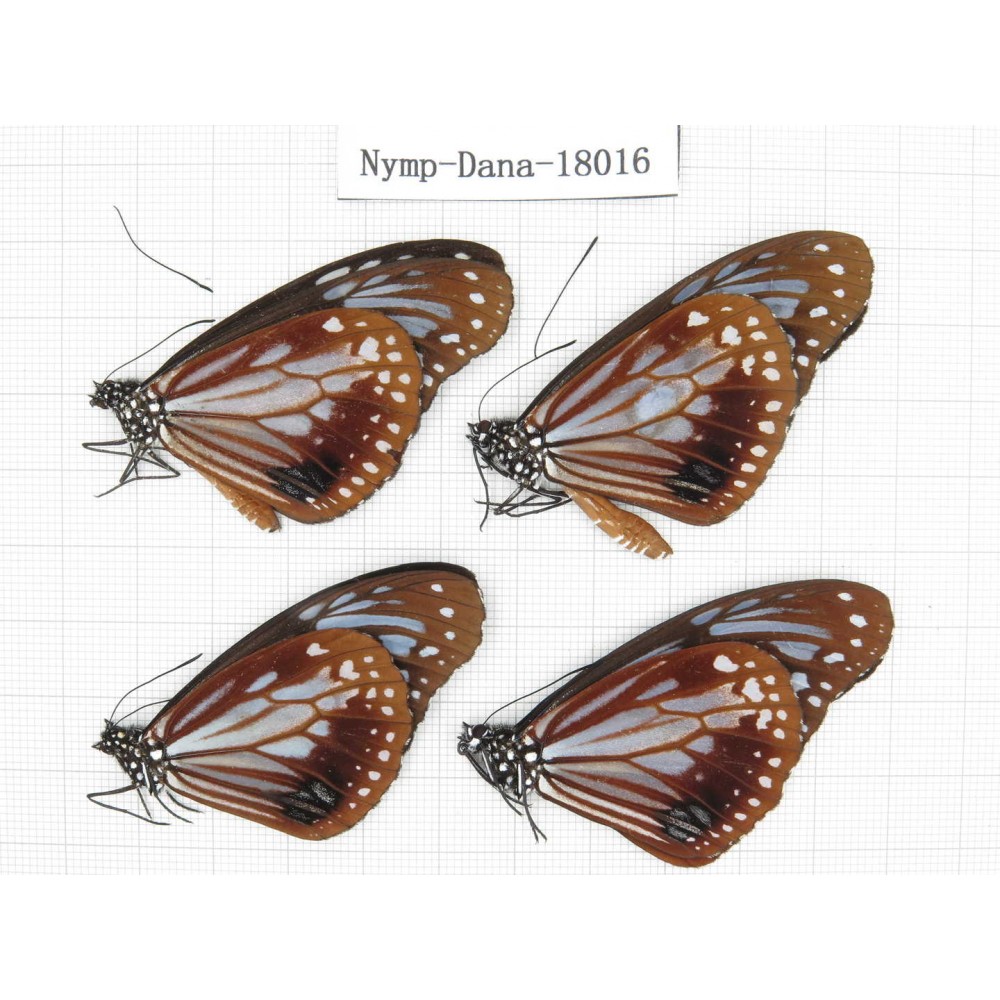 Parantica sita ssp. China, Yunnan, Kunming, Dongchuan. 4M. Nymp-Dana-18016.