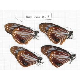 Parantica sita ssp. China, Yunnan, Kunming, Dongchuan. 4M. Nymp-Dana-18016.
