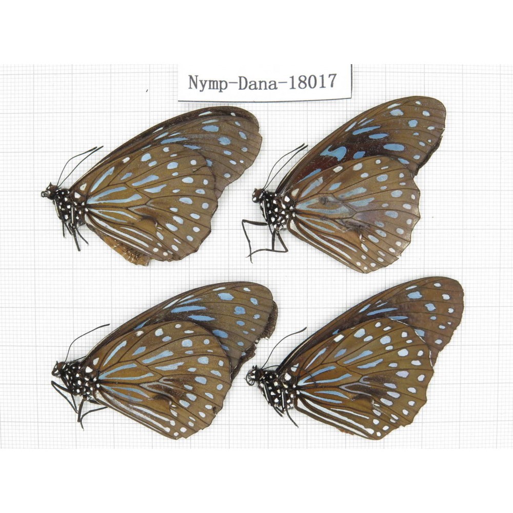 Tirumala septentrionis ssp. China, Yunnan, Kunming, Dongchuan. 4M. Nymp-Dana-18017.
